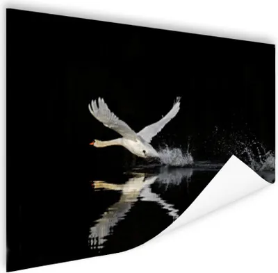 Produktbild von MuchoWow® Poster Schwan - Schwarz - Wasser 60x40 cm - Schlafzimmerdekoration