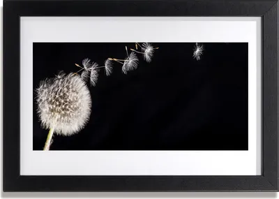 Produktbild von Bild 30x20 MDF-Rahmen Wandkunst Löwenzahn-Blumen-Anlage