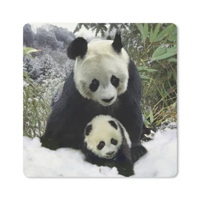 Produktbild von MuchoWow® Mauspad Mousepad Panda - Jungtier - Schnee 30x30 cm - Mousepads - Maus Mat - Pad - Mausunterlage - Gaming