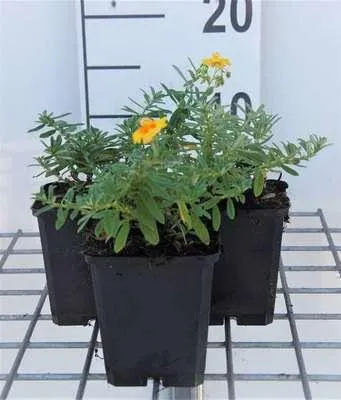Produktbild von 6 x  Helianthemum hybr. 'Golden Queen' - Sonnenröschen - Topf 9 x 9 cm