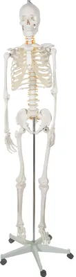 Produktbild von Menschliches Skelett - 170cm Malatec 22583