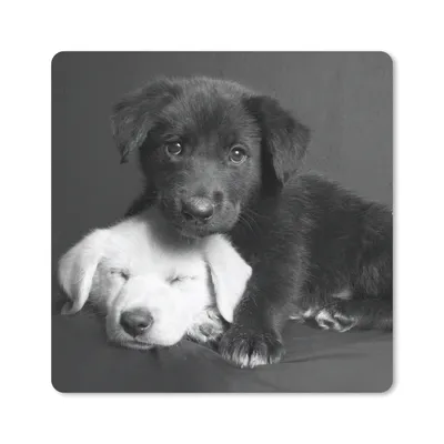 Produktbild von MuchoWow® Mauspad Mousepad Hunde - Welpe - Schwarz - Weiß - Tiere 30x30 cm - Mousepads - Maus Mat - Pad - Mausunterlage - Gaming