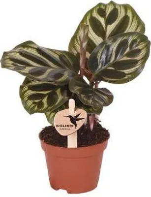 Immagine prodotto di Calathea Makoyana (Maranta "Pavone") Ø 6 cm - Pianta da interno purificatrice dell'aria - Decorativa
