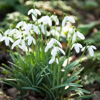 Produktbild von Schneeglöckchen Galanthus Woronowii/Nivalis - Blumenzwiebeln Mehrjährig Winterhart - 50 Zwiebeln -Echte Pflanzen aus Holland - Für Garten, Töpfe und Balkon (große Knollen, kein Samen, nicht künstlich)