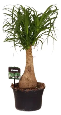 Immagine prodotto di Beaucarnea Nolina - 50-60cm - Ø19cm - Pianta d'appartamento - Sempreverde