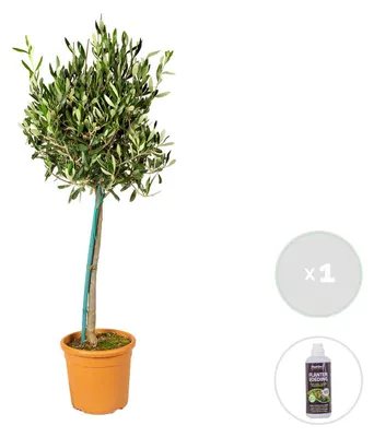 Image de Bloomique - Olea Europaea - Olivier sur tige - Plantes de jardin - Résistant au gel - Engrais inclus - Hauteur 80-100 cm - Pot 19 cm