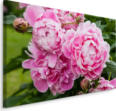 Produktbild von Fabelhafte Canvas LEINWAND BILDER 70x50 cm XXL KunstdruckNatur Garten Pfingstrosen