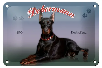 Produktbild von Blechschild Hund 18x12cm Dobermann 1850 Deutschland