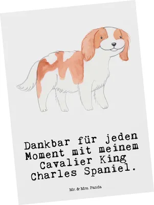 Produktbild von Mr. & Mrs. Panda Postkarte Cavalier King Charles Spaniel Moment - Weiß - Geschenk, Ansichtskarten, Grußkarte, Ansichtskarte, Postkarten, Fotokarte