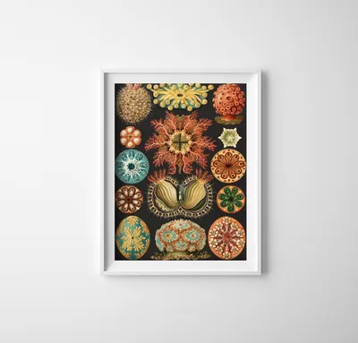 Produktbild von Poster - Canvas - Leinwand - 21 cm x 29,7 cm - Fotoposter - Leinwandkunst - Drucken Meerestiere