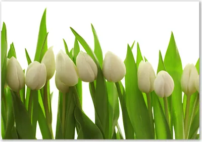 Produktbild von Tulup® Glas-Bild - 100 x 70 - Wandbild aus Glas - Wandkunst - Wandbild hinter gehärtetem Sicherheitsglas - Blumen & Pflanzen - Weiße Tulpen - Grün