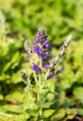 Produktbild von Steppen-Salbei Marcus, im Topf - Salvia nemorosa