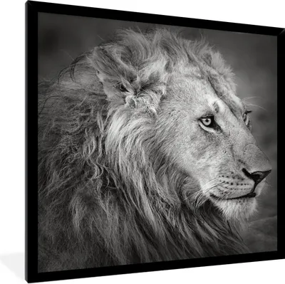 Produktbild von MuchoWow® Gerahmtes Poster Löwe - Tiere - Porträt 40x40 cm - Poster mit Schwarzem Bilderrahmen Wandposter Rahmen Foto Bilder - Mit Rahmen - Wanddekoration Schlafzimmer