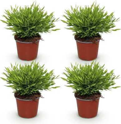Obrázek produktu pro Bambus Pogonatherum Monica - pokojová rostlina, zelená, sada 4 kusu, 12cm v