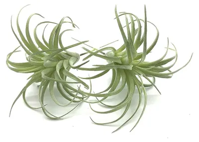 Image de Lot de 2 plantes succulentes artificielles pour la décoration