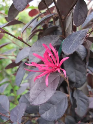 Produktbild von Chinesische Riemenblüte Fire Dance - Loropetalum chinense - 100-125cm