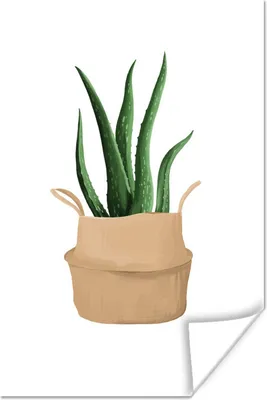 Produktbild von MuchoWow® Poster Pflanze - Aloe Vera - Weiß 80x120 cm - Papierdruck