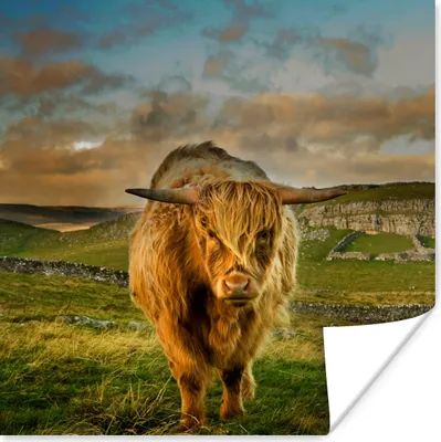 Produktbild von MuchoWow® Poster Schottischer Highlander - Gras - Berg 75x75 cm - Wand Dekoration