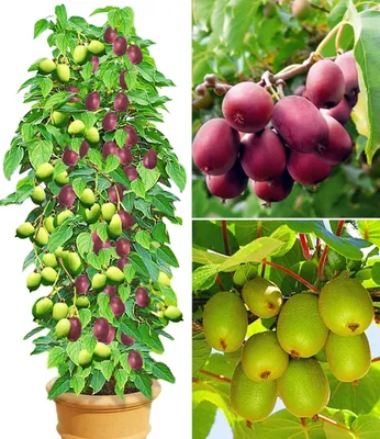 A collage of images showing kiwi plants with fruits and a potted kiwi plant.