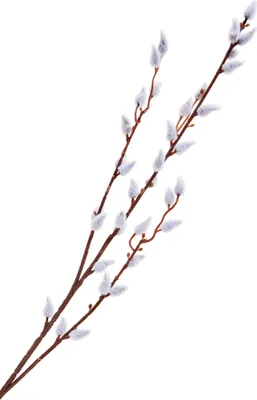 Produktbild von Künstlicher Weidenkätzchen Deko Zweig, Kunstpflanze, 66 cm lang, 13 cm breit