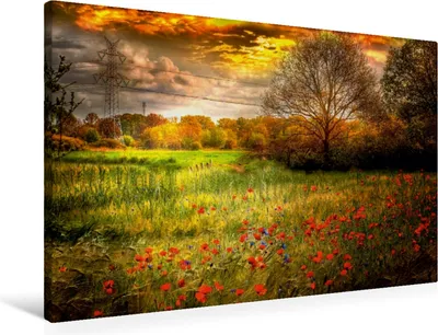 Produktbild von Calvendo Textil-Leinwand 90 cm x 60 cm quer Mohnblumen in einem Getreidefeld, Roder Peter; 7413692