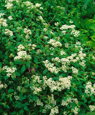 Produktbild von Spiraea decumbens, Zwergspiere, weiß, 15–20 cm