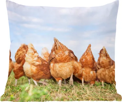 Produktbild von MuchoWow® Zierkissen Sofakissen Wohnzimmer Dekokissen 45x45 cm Hühner auf dem Feld - Schlafpolster - Polster für das Sofa
