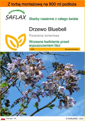 Zdjęcie produktu dla SAFLAX - Garden in the bag - Drzewo Bluebell - 200 Nasiona - Z podłożem uprawowym w praktycznej, samorozkładającej się torbie - Paulownia tomentosa