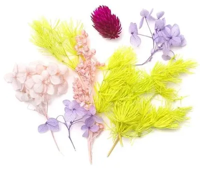 Produktbild von Dekorative Trockenblumen in Lila und Rosa – Dalprint