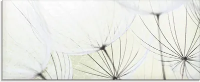 Produktbild von ARTland Glasbild Pusteblumen-Samen aufgehellt Größe: 125x50 cm