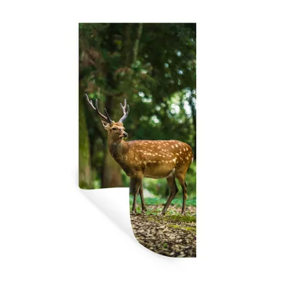 Produktbild von MuchoWow® Wandtattoo Wandsticker Wandaufkleber Rotwild - Wald - Tier 60x120 cm Selbstklebend und Repositionierbar - Selbstklebend - Fototapeten