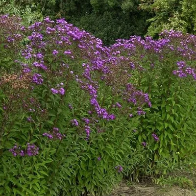 Obrázek produktu pro 6 x Scheinaster  - Vernonia crinita 'Mammuth'  | Květináč 9 cm x 9 cm