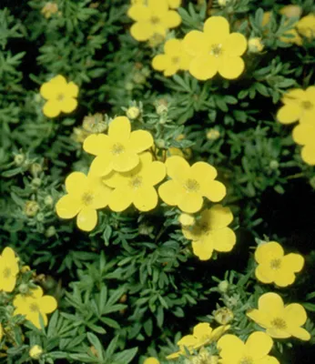 Produktbild von BALDUR Garten 5x Fingerstrauch Goldfinger, Pflanzen im 9x9 cm-Topf, Zierstrauch, besonders große, hellgelbe Blüten, lange & reichblühend, winterharter, mehrjähriger Zierstrauch