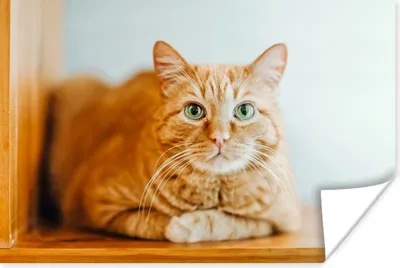 Produktbild von MuchoWow® Poster Katze - Holz - Schrank 120x80 cm - Bilder