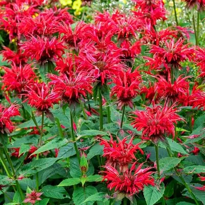 Productafbeelding van Monarda 'Gardenview Scarlet' – Indianenkruid – 5 kale planten