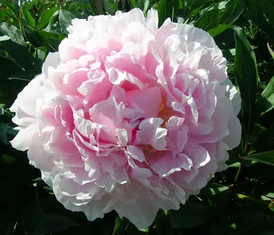 Produktbild von Dehner Edel-Pfingstrose, Paeonia lactiflora, mit gefüllten / duftenden rosa-farbenen Blüten, 20-30 cm exkl. Pflanztopf, 2 l Topf, winterharte Staude