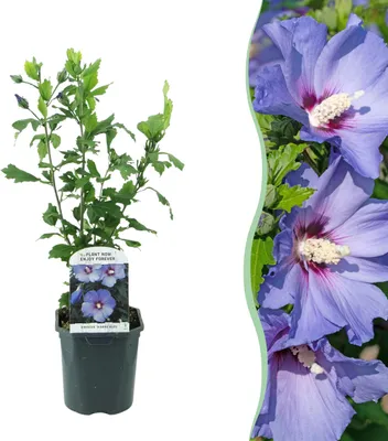 Image de GreenboutiQ - Arbustes - Hibiscus syriacus Oiseau Blue - Fleurs Bleues - 1 Plante - Feuilles Caduques - Peu d'Entretien - Pot 17cm Hauteur 45cm