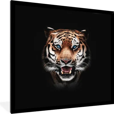 Produktbild von MuchoWow® MuchoWow® Gerahmtes Poster Tiger - Tiere - Schwarz 40x40 cm - Poster mit zchwarzem Bilderrahmen - Mit Rahmen - Wanddekoration Schlafzimmer