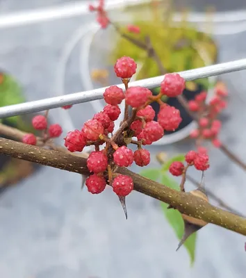 Image de Zanthoxylum armatum / Poivrier de Timut