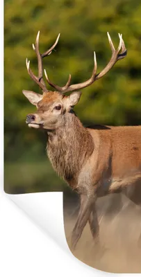 Produktbild von MuchoWow® Wandtattoo Wandsticker Wandaufkleber Tiere - Hirsche - Geweihe - Waldtiere - Natur 20x40 cm Selbstklebend und Repositionierbar - Selbstklebend - Fototapeten