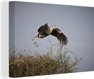 Produktbild von OneMillionCanvasses® - Leinwandbilder - 140x90 cm, Fliegender Sekretär Vogel, Wandbilder Kunstdruck Wanddekoration - Foto auf Leinwand - Gemälde auf Holzrahmen