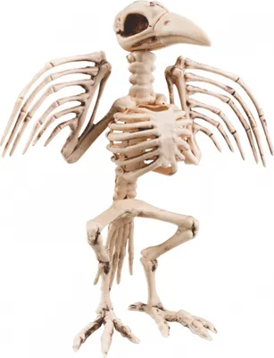 Produktbild von Halloweendecoratie: Skelet Kraai mit 32cm