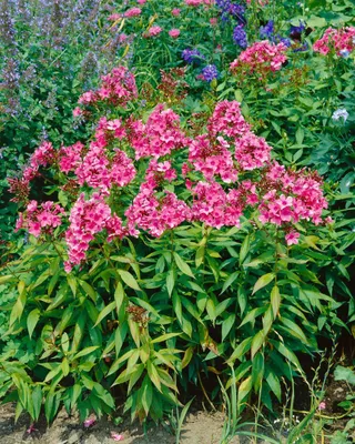 Produktbild von Phlox paniculata 'Windsor', Flammenblume, rosa, ca. 11x11 cm Topf