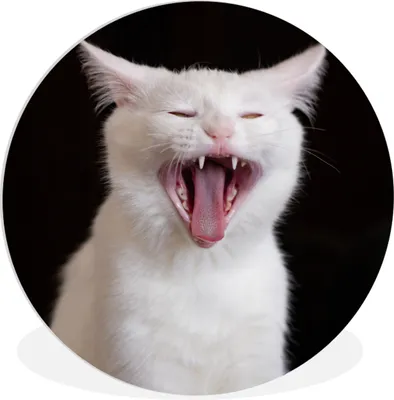 Produktbild von MuchoWow® Rundes Wandbild - Runde Bilder Gaffende weiße Katze Ø 90 cm Kreis Wanddekoration Kunststoff - Wandkreis - Wandschmuck - Wand-Kreis - Wohnzimmer - Bild - Runde - Wanddeko - Dibond - Kunstdrucke