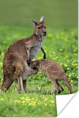 Produktbild von MuchoWow® Poster Känguru - Blumen - Jung 80x120 cm - Papierdruck