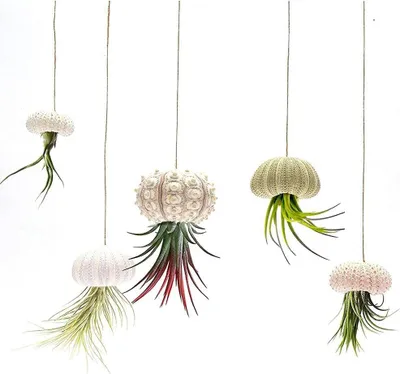 Produktbild von Mini Seeigel Muschel Luftpflanzenhalter - 5er-Pack Dekorative Hängende Luftpflanzen Töpfe für Tillandsia und Sukkulenten