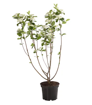 Produktbild von Dehner Apfelbeere Aronia Viking, insektenfreundlich, ca. 40-60 cm, 3 l Topf, Beerenstrauch