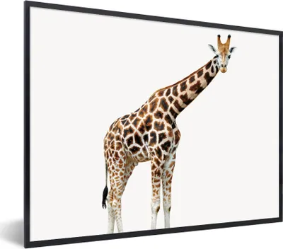 Produktbild von MuchoWow® Gerahmtes Poster Giraffe - Tiere - Weißer Hintergrund - Kinder - Junge - Mädchen 80x60 cm - Poster mit Schwarzem Bilderrahmen Wandposter Rahmen Foto Bilder - Schwarzem - Mit Gestell