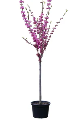 Produktbild von Cercis chinensis 'Avondale', Chinesischer Judasbaum Hochstamm 150–160 cm, Stammhöhe 100 cm, pinke Blüten, winterhart
