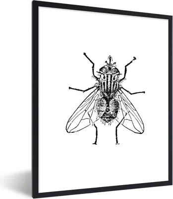 Produktbild von MuchoWow® Gerahmtes Poster Fliege - Tiere - Vintage - Schwarz und weiß 60x80 cm - Poster mit Schwarzem Bilderrahmen Wandposter Rahmen Foto Bilder - Premium - Wanddeko Wohnzimmer